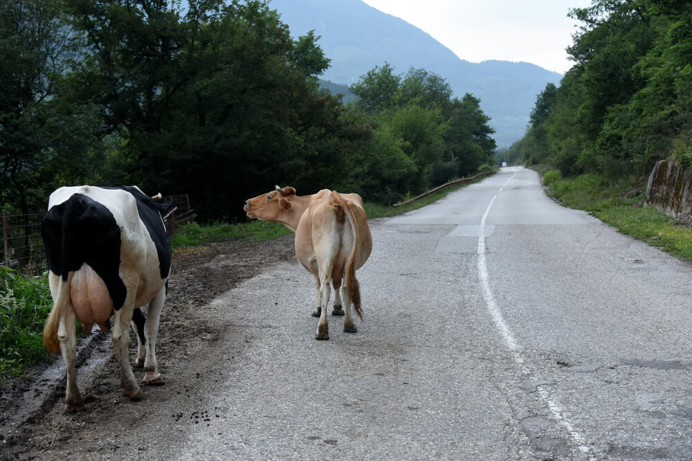Ilustracija, Foto: Boris Pejović, Boris Pejović