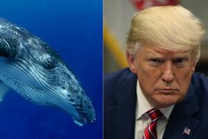 Donald Tramp kaže da je upoznao "Princa od kitova" i internet je...