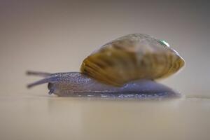 Bermudska ostrva: Puževi koji su se "vratili iz mrtvih"