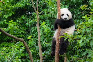 Dvije pande rođene u zatočeništvu predstavljaju nadu u opstanak...