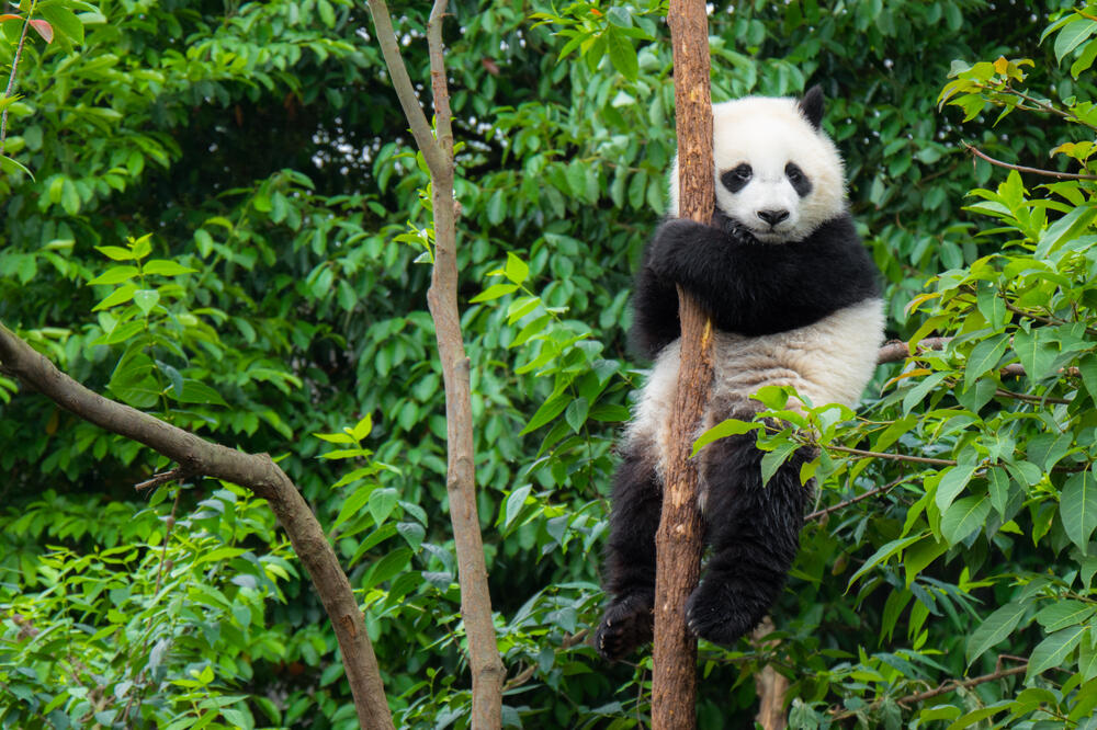 Panda: Ilustracija, Foto: Shutterstock