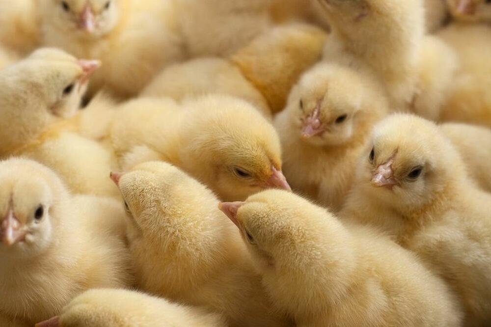 Svake godine milioni muških pilića se ubija ubrzo po rođenju, Foto: Getty Images