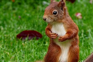 Amerikanac drogirao vjevericu da bi bila agresivna