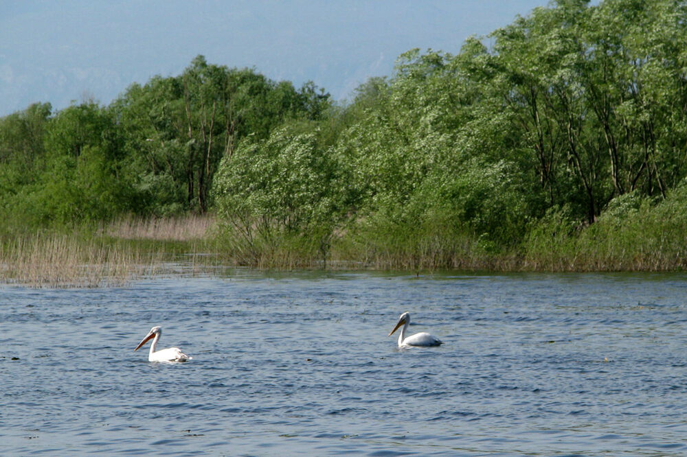 Skadarsko jezero: Ilustracija
