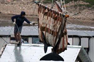 Slobodno plivaju: Rusija pušta oko 100 kitova