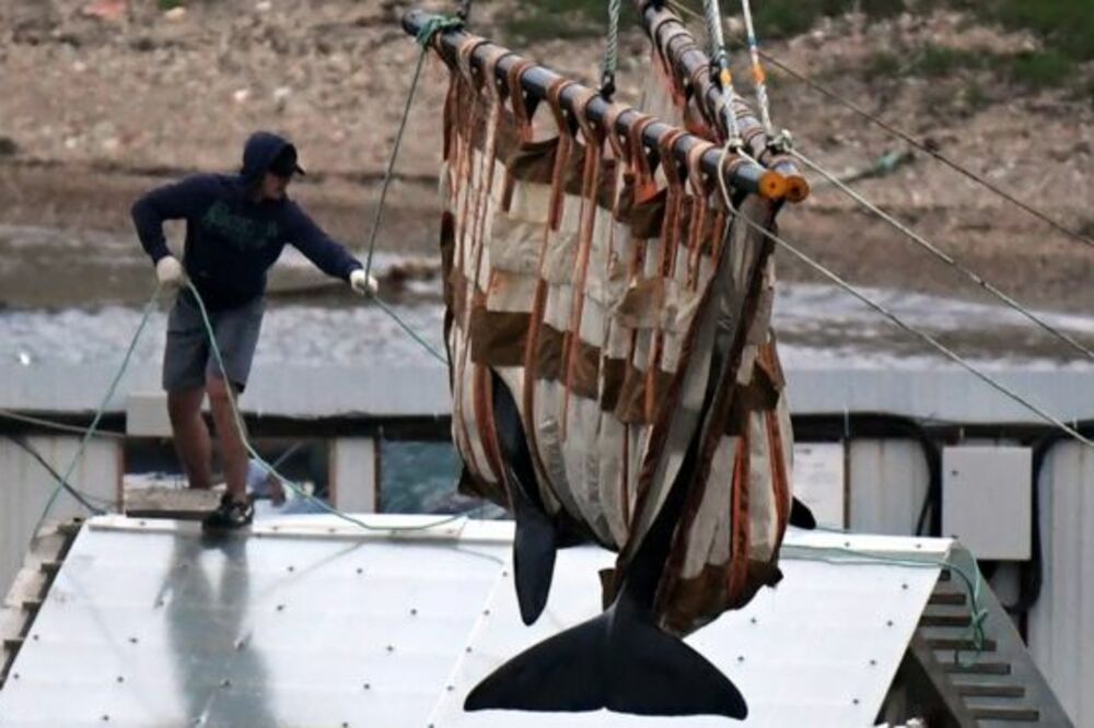 Na slobodi su puštene dve orke, Foto: Getty Images
