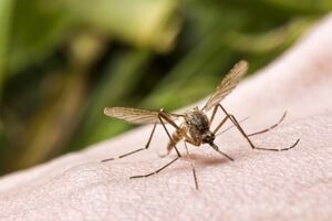 Zašto baš vas jedu komarci?