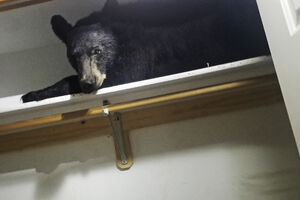 Medvjed spavao u ormanu: Zaključao se u kuću, rasturio sobu,...