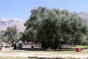 Veliša nije dao Staru maslinu ni za vaganj zlata