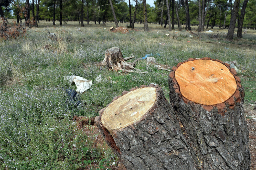 Posječena stabla na Ćemovskom polju (arhiva), Foto: Luka Zeković
