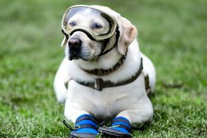 Čuveni meksički spasilački pas odlazi u penziju