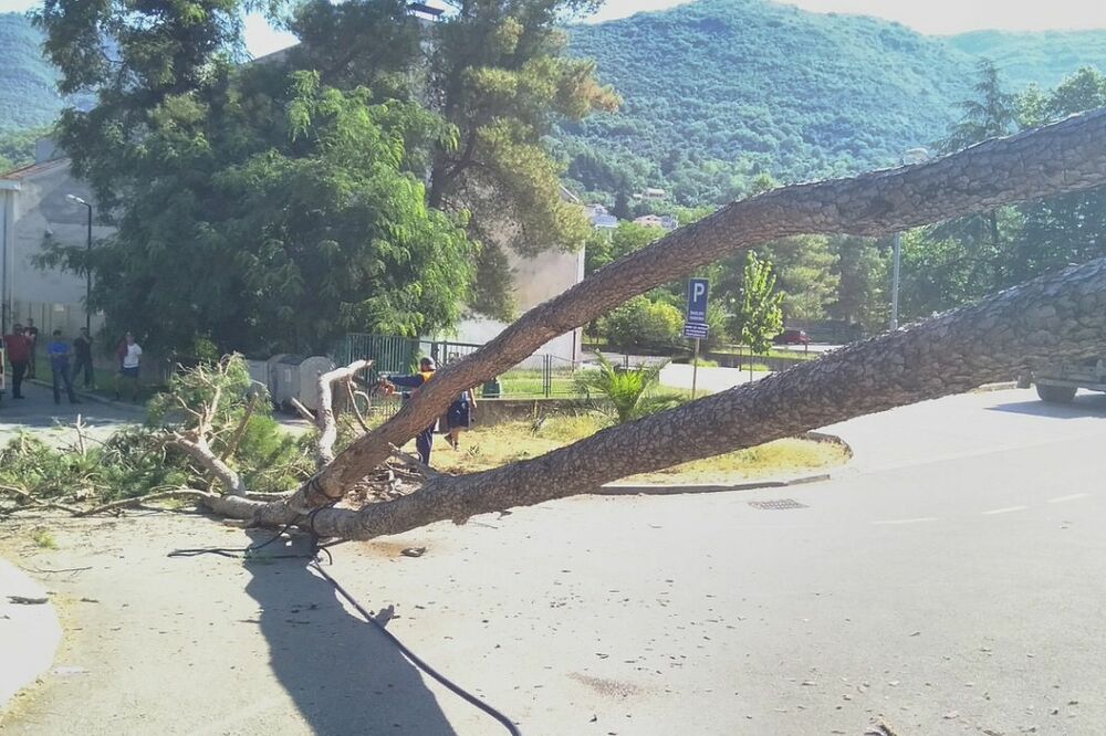Ulanjanje stabala, Foto: Opština Tivat