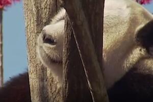 VIDEO Australija pravi zoološki vrt za djecu