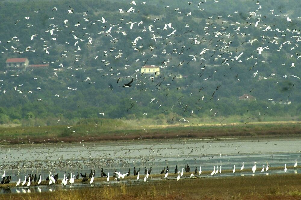 Raj za ptice: Ulcinjska solana, Foto: CZIP