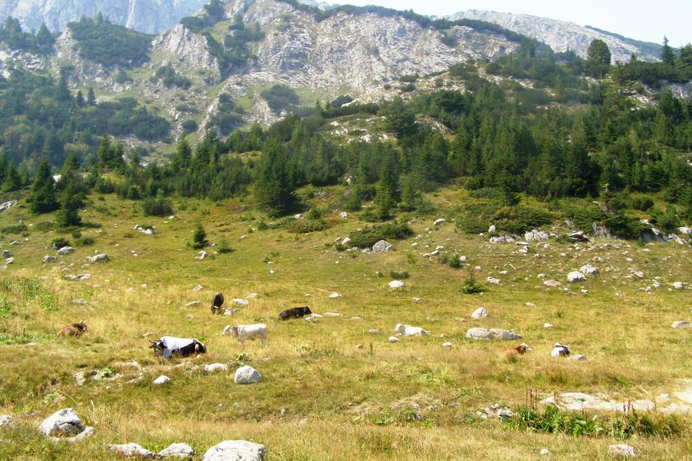 Hajla, Foto: Jelena Jovanović