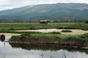 Ulcinjska Solana nominovana za treće Ramsar područje u Crnoj Gori