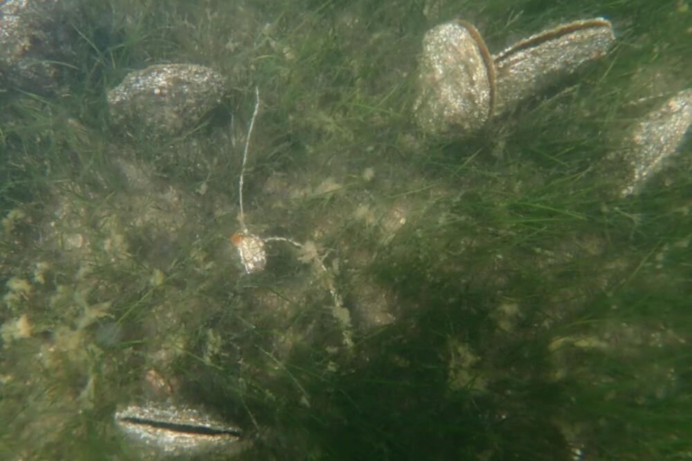 Pomor palasture registrovan u Tivatskom zalivu, Foto: Ucg.ac.me