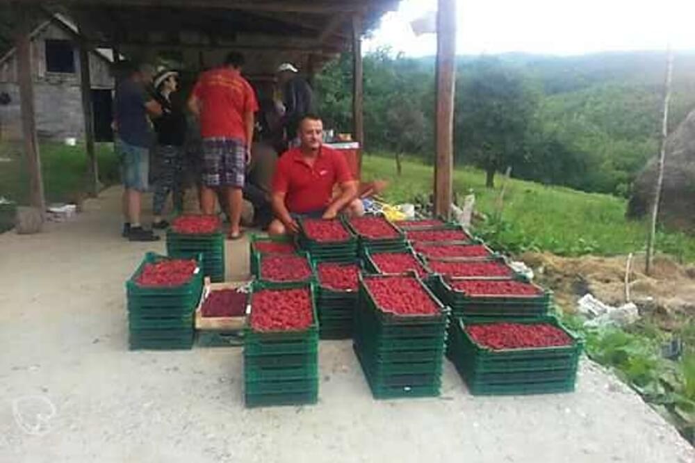 Još nema dogovora, a maline zrele, Foto: Jadranka Ćetković