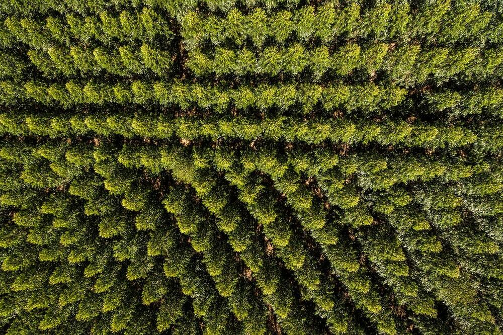 Šuma: Ilustracija, Foto: Getty Images