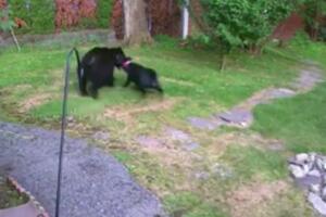 Dobiće biftek: Pogledajte kako je pas otjerao medvjeda iz dvorišta