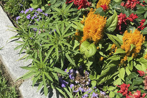 U cvijećnjaku ispred Parlamenta Vermonta raste - kanabis
