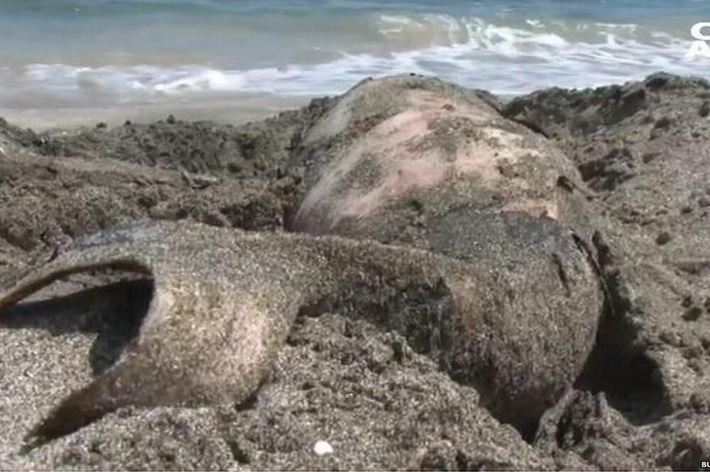 Aktivisti strahuju da je vrsta već ugrožena, Foto: Bulgaria On Air