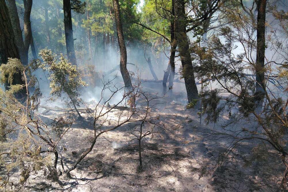 Požar lokalizovan i ugašen, Foto: SZS Budva