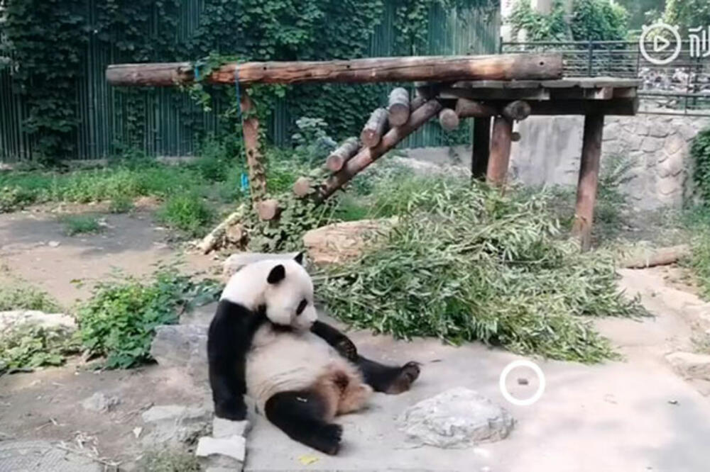 Panda odmarala kada je počelo da leti kamenje, Foto: Weibo