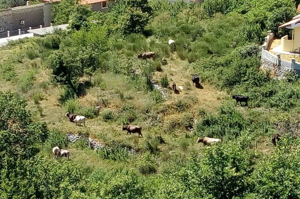 Bez kontrole tumaraju i putem, Foto: Vuk Lajović