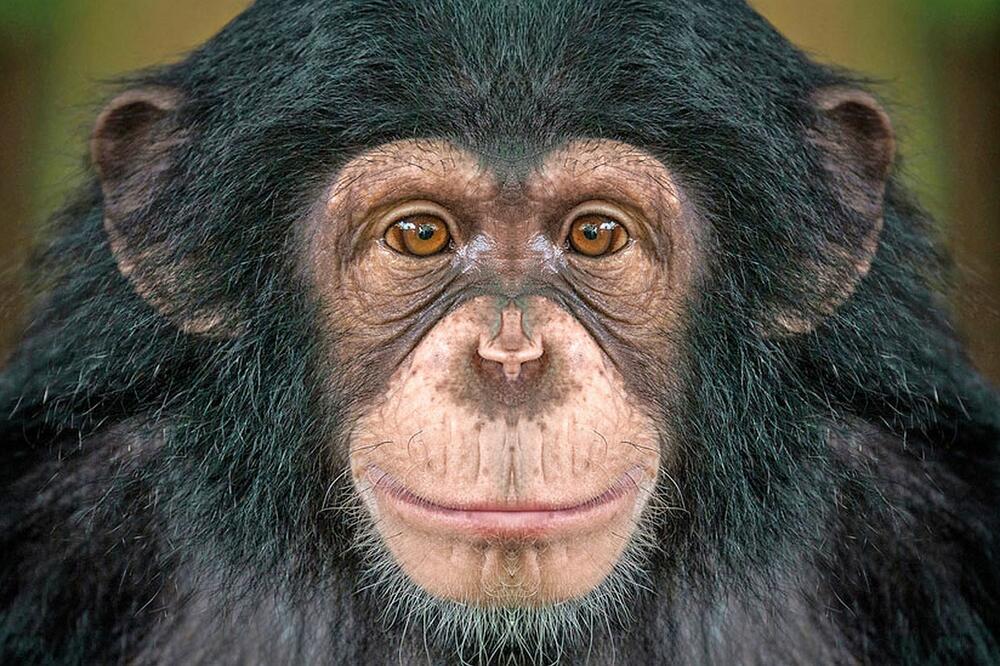 Šimpanza, Foto: Getty Images