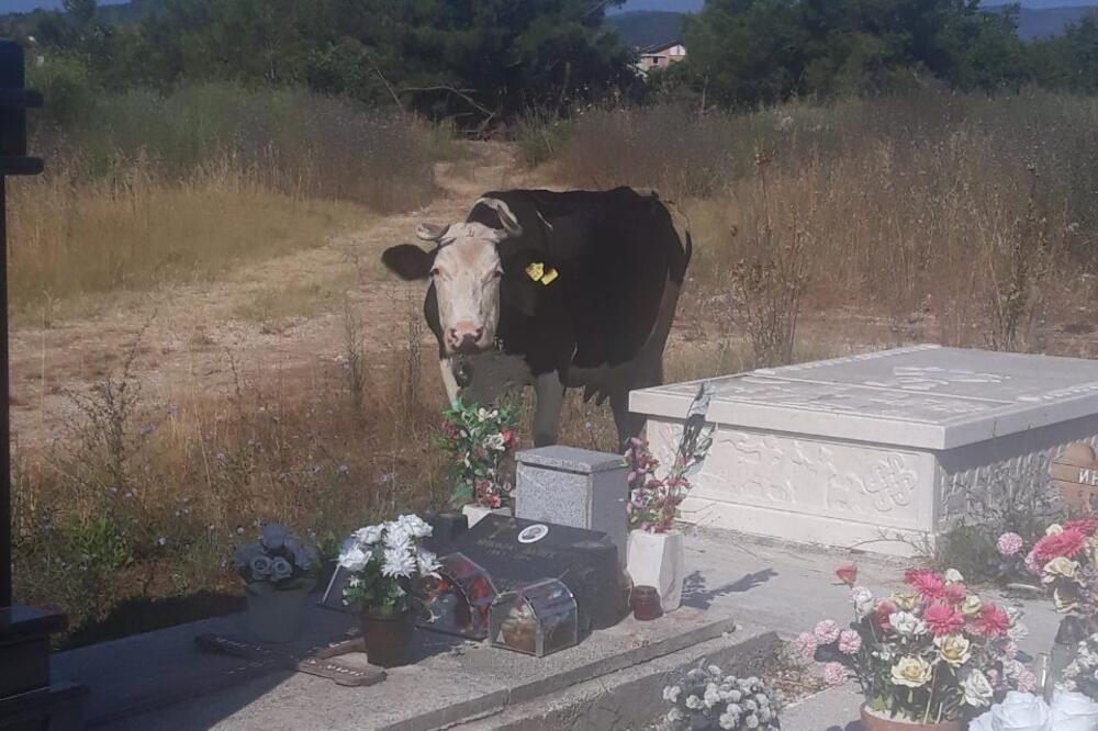 Česta slika na gradskom groblju Brdišta, Foto: Čitalac Vijesti