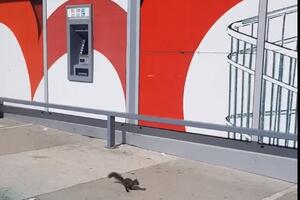 Pogledajte: Vjeverica prošetala centrom Žabljaka