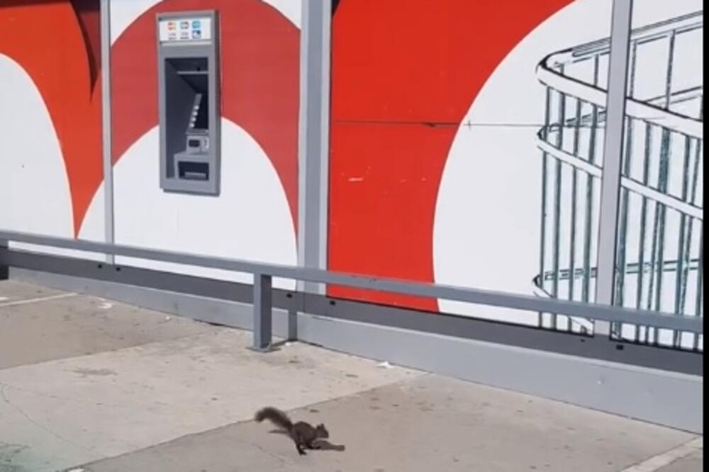 Vjeverica u centru Žabljaka, Foto: Printscreen