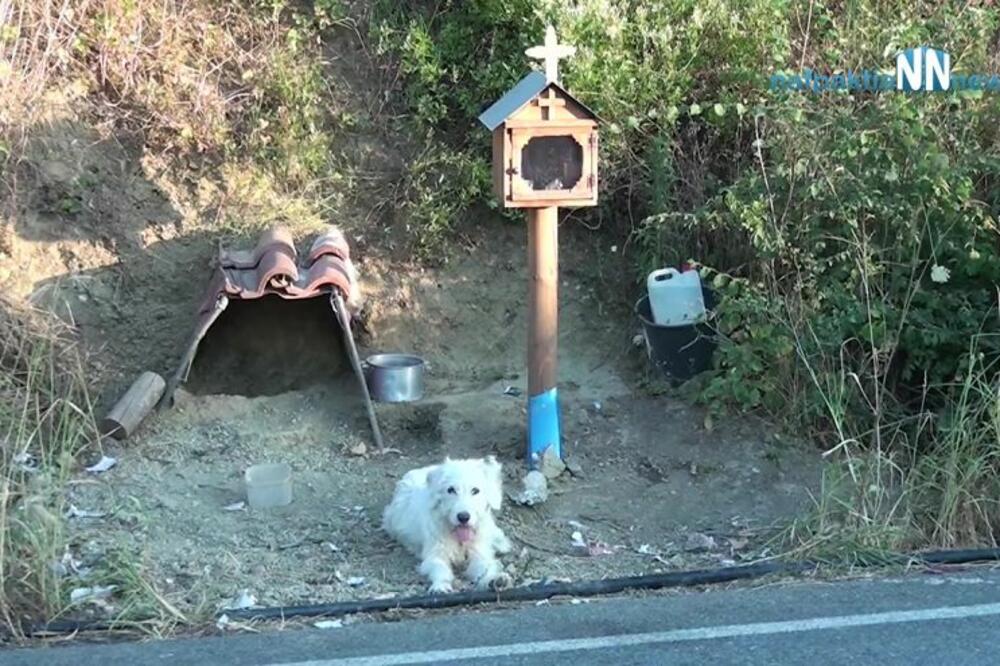 Mnogi mediji prenijeli su vijest o ovom psu, Foto: Nafpaktianews Web TV