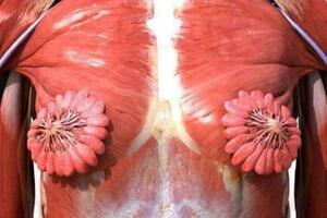 Anatomija obično prikazuje muškarce: Da li su ženske grudi ovakve?