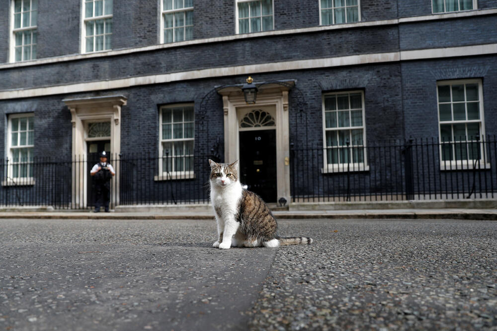 Mačak Lari ovdje živi već osam godina, dok je mandat premijera znatno kraći, Foto: Reuters