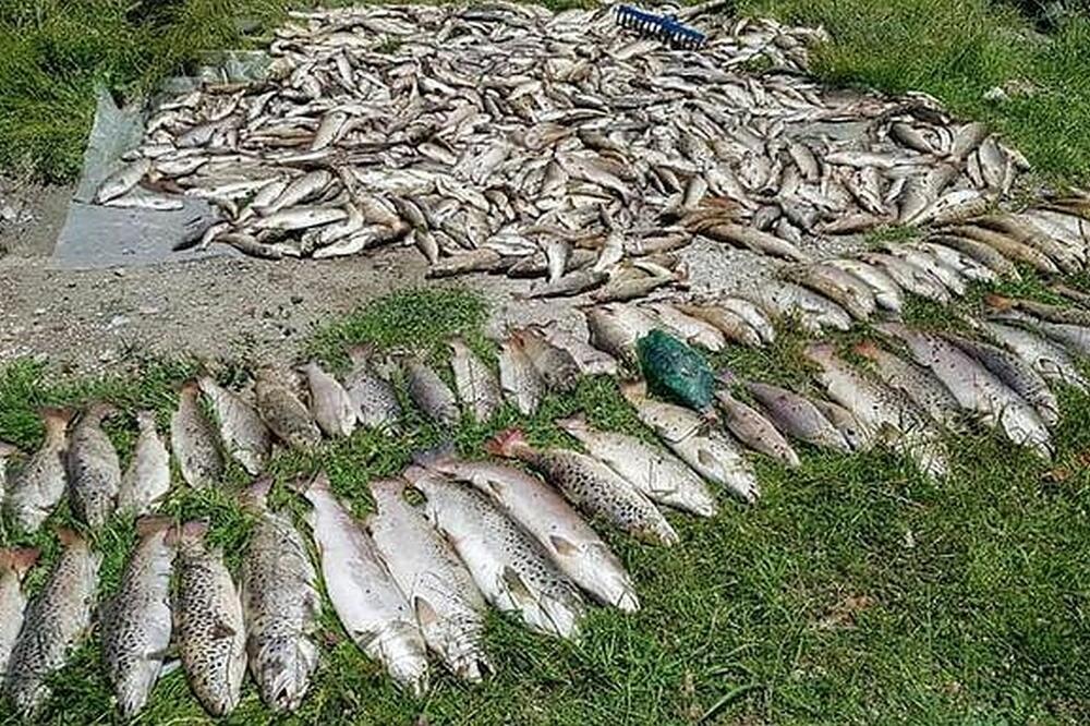 Sportski ribolovci izvadili oko tonu mrtve ribe, Foto: Facebook