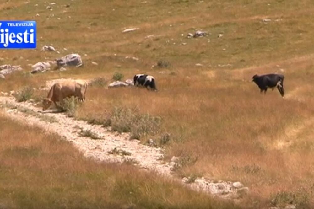 Detalj sa Lukavice, Foto: Screenshot/TV Vijesti