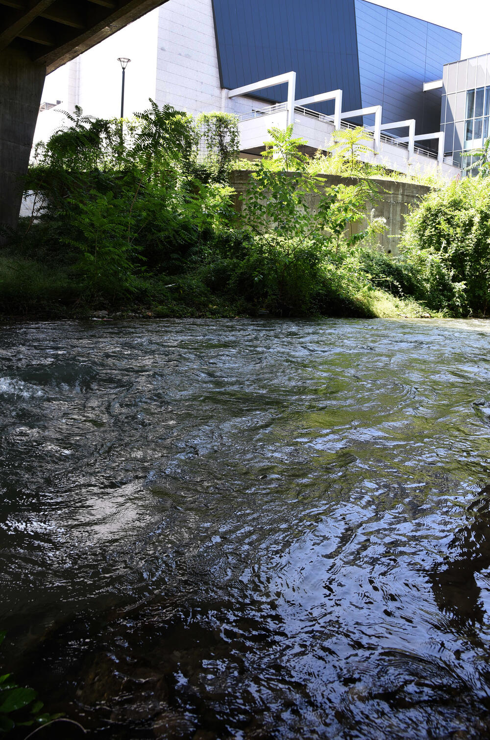 Ribnica je protekla sve do ušća sa Moračom nakon dvodnevnih kiša kada je u Podgorici palo 109 litara vode po metru kvadratnom, što nije uobičajeno krajem jula. Meteorolog Branko Micev kaže da je tokom jula palo 139 litara kiše po metru kvadratnom, i od ovogodišnjeg jula, samo je bio kišovitiji 2014. godine.