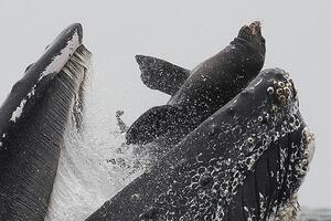 Kit koji „guta“ morskog lava: „Prizor koji se viđa jednom u životu“