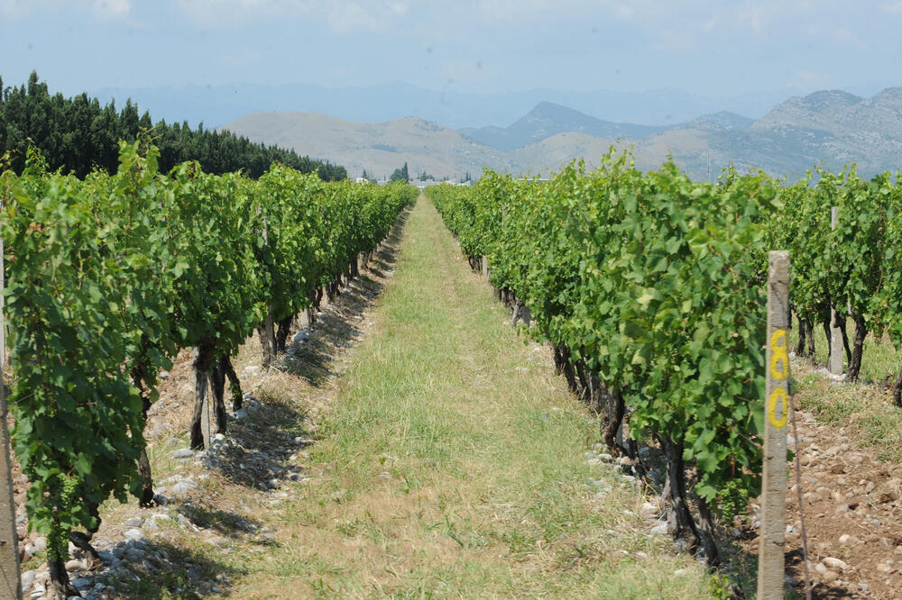 Rast kod troškova zarada: “Plantaže”, Foto: Savo Prelević