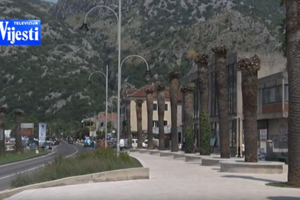 Upadljivo propadanje palmi, Foto: Screenshot (TVVIjesti)