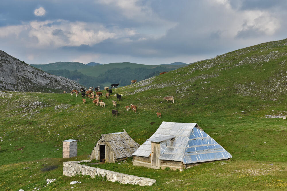 Detalj sa Sinjajevine, Foto: Arhiva Vijesti