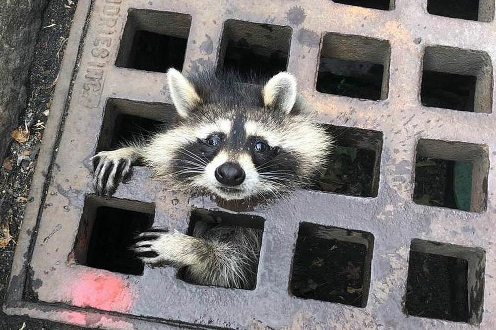 Zaglavljeni rakun, Foto: Twitter/Newton Fire