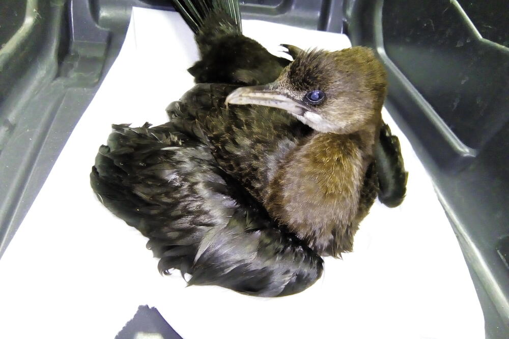 Uspavani kormoran nije morao biti i mučen da ima nadležnosti institucija, tvrde aktivisti, Foto: Privatna arhiva