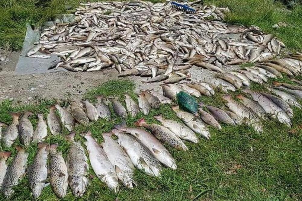 Izvađena uginula riba u Ćehotini, Foto: Facebook
