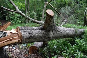 SAD: Hapšenje zbog sječe jednog, "istorijskog drveta"