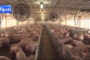 I dalje postoji rizik od bolesti afričke kuge svinja u Crnoj Gori