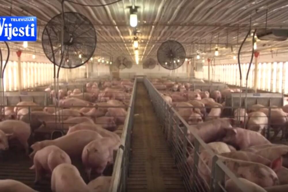 I dalje postoji rizik od pojave bolesti, Foto: Screenshot/TV Vijesti