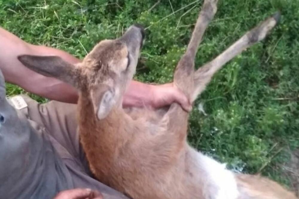 Spašeno mladunče srne, Foto: NP Prokletije